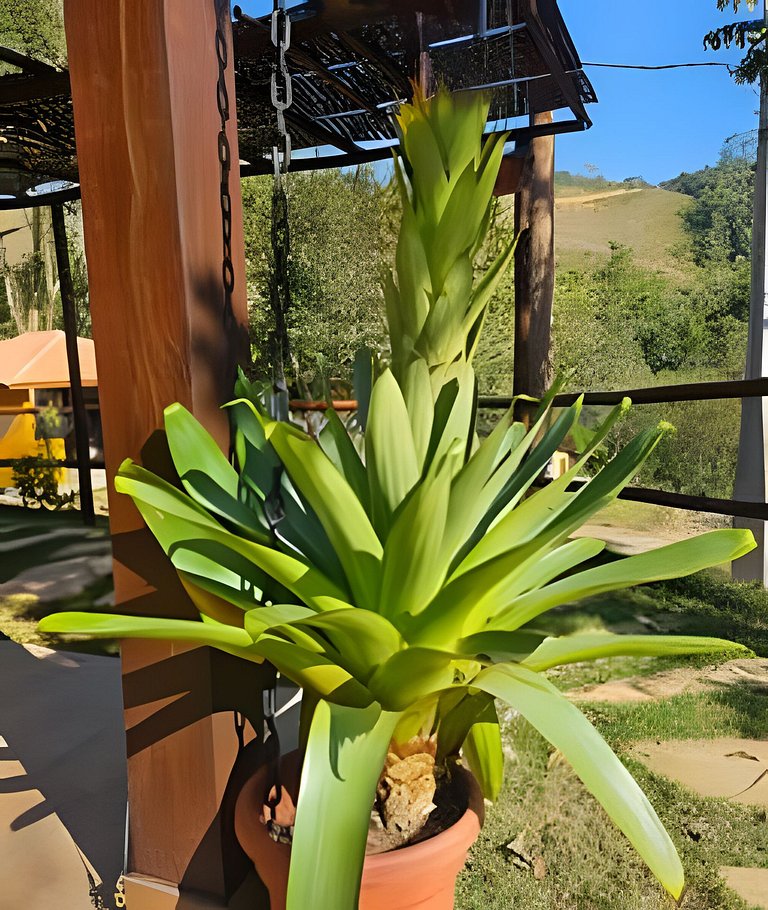 A Casa Amarela - Rural Villa - Serra do Mar