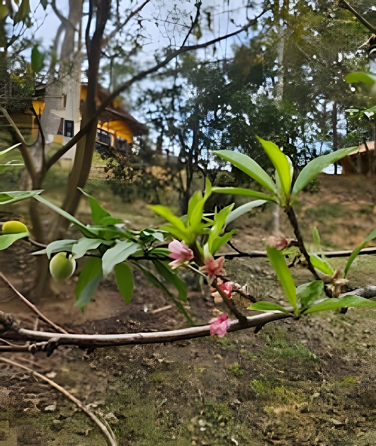 A Casa Amarela - Rural Villa - Serra do Mar