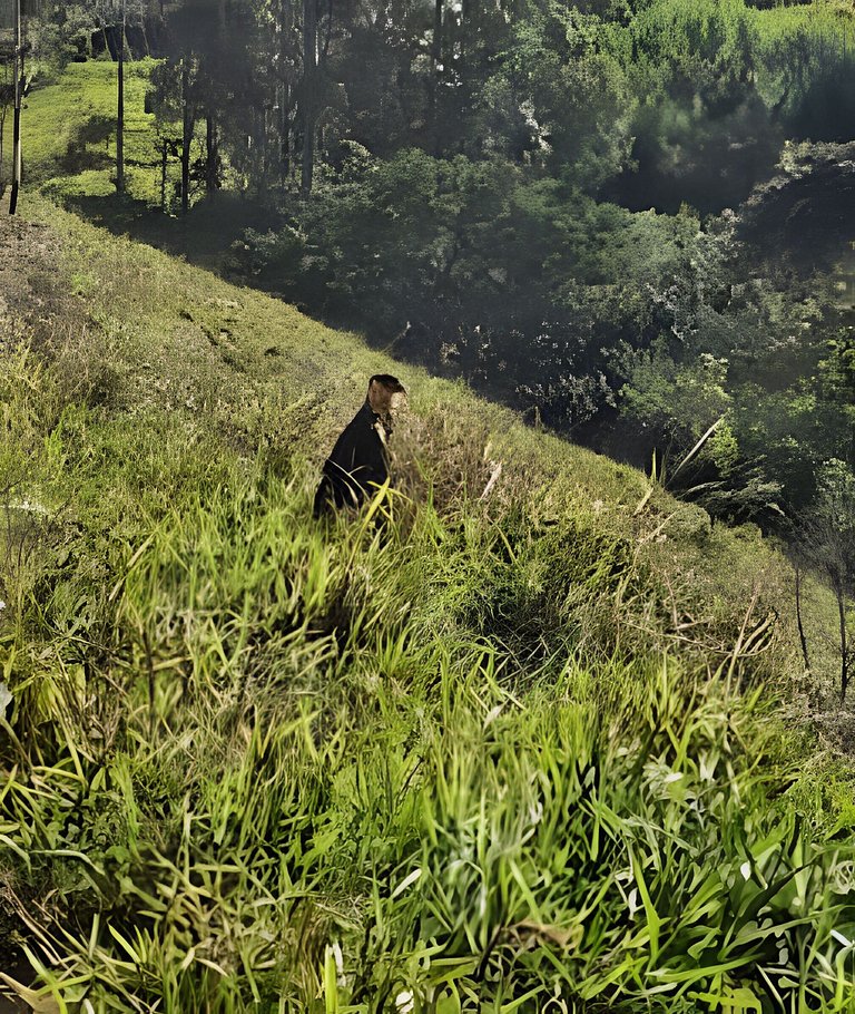 A Casa Amarela - Rural Villa - Serra do Mar