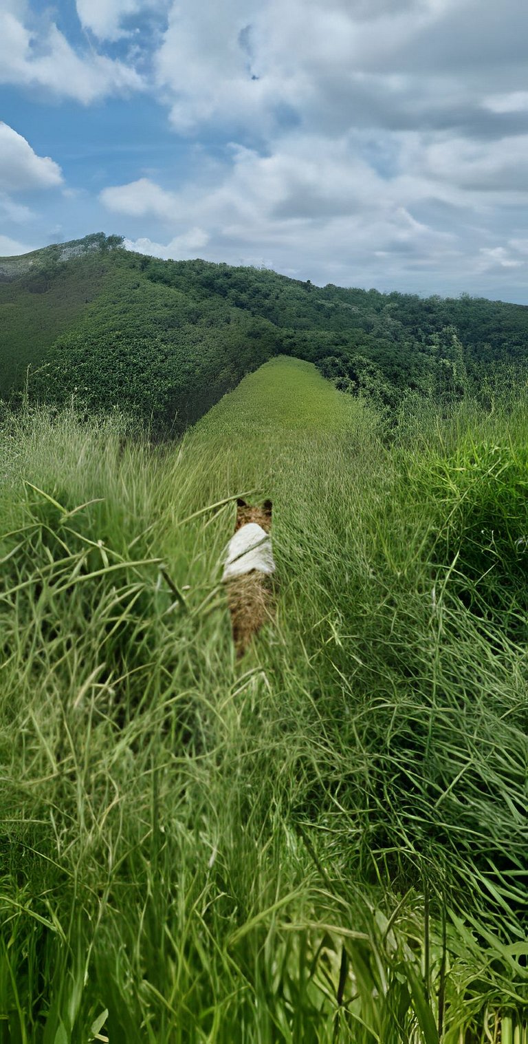 Chalé Alce Negro - Rural Cottage - Serra do Mar