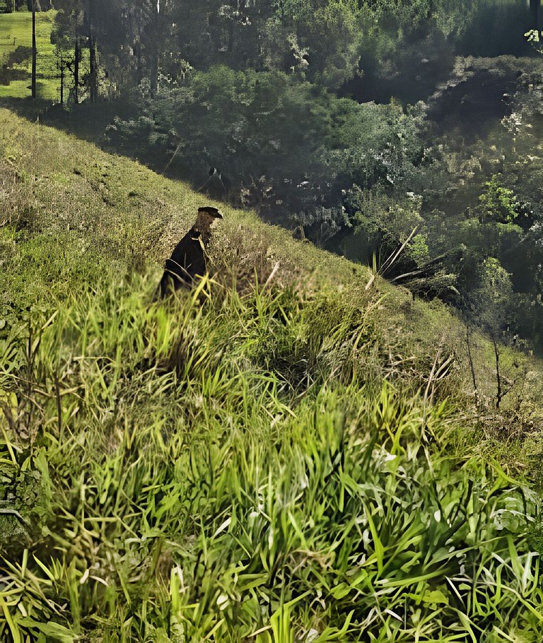 Chalé Alce Negro - Rural Cottage - Serra do Mar