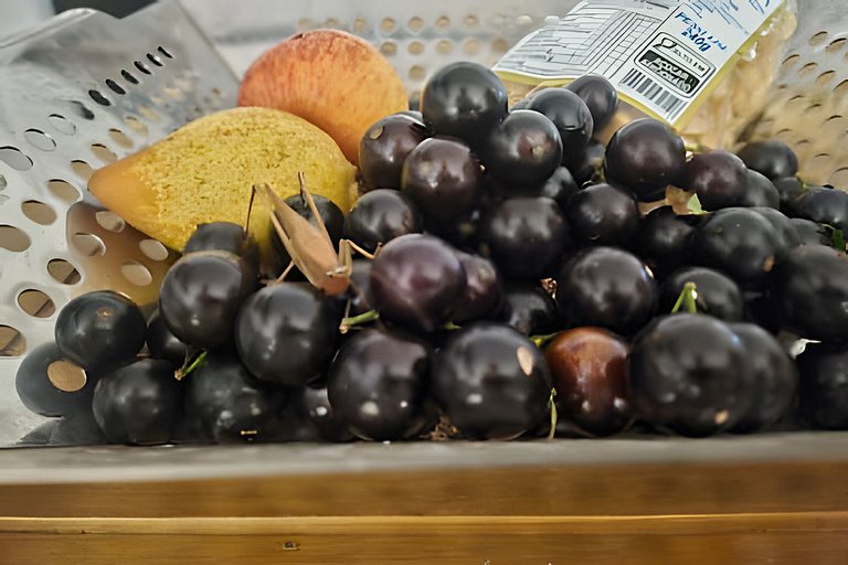 Black Elk Cottage - Rural Cottage - Serra do Mar