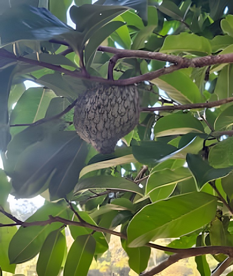 Chalé Alce Negro - Cabaña Rural - Serra do Mar