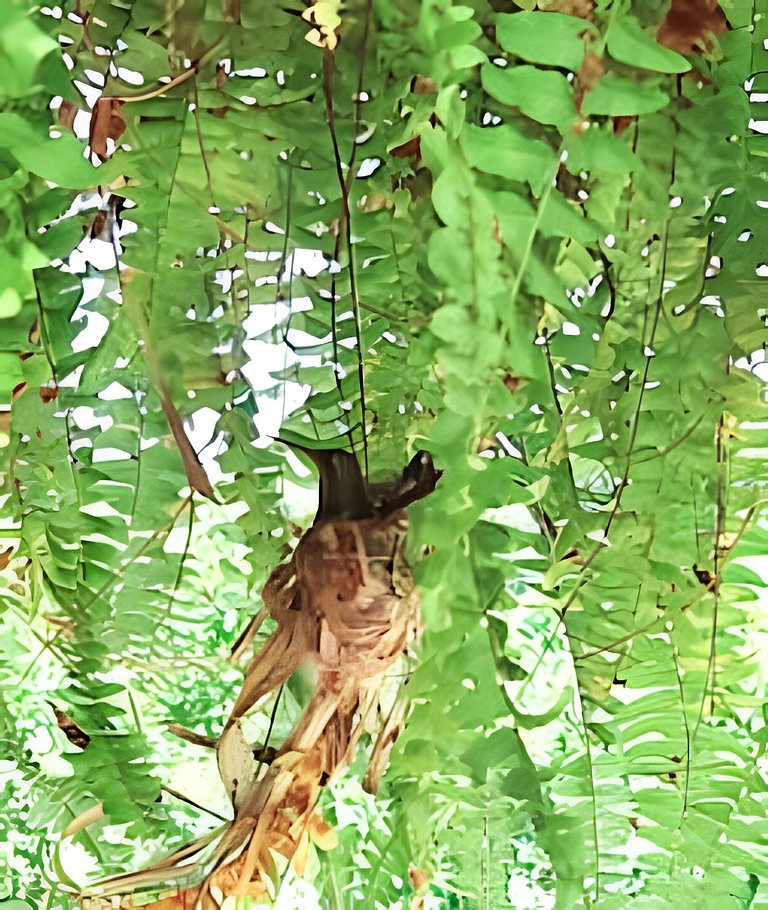 Chalé Alce Negro - Cabaña Rural - Serra do Mar