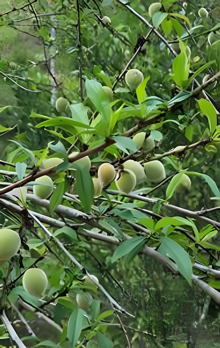 Black Elk Cottage - Rural Cottage - Serra do Mar